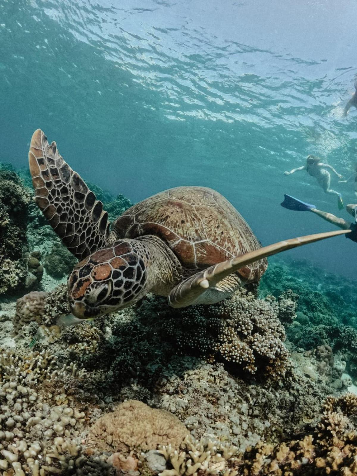 Tipsea Turtle Gili Air Hotel Eksteriør billede